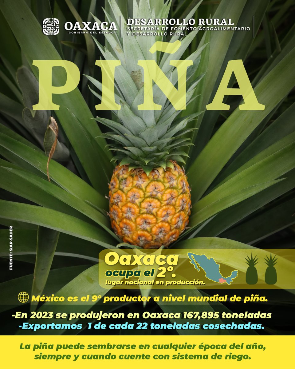 SEFADER_GobOax's tweet photo. Sabías que…
Podemos comer piña fresca en cualquier época del año y disfrutar de sus beneficios. 
Los minerales que contiene son potasio, magnesio, calcio, hierro y sodio, así como vitaminas A, C y ácido fólico.

🍍💛🍍 https://t.co/r9h688s4Li