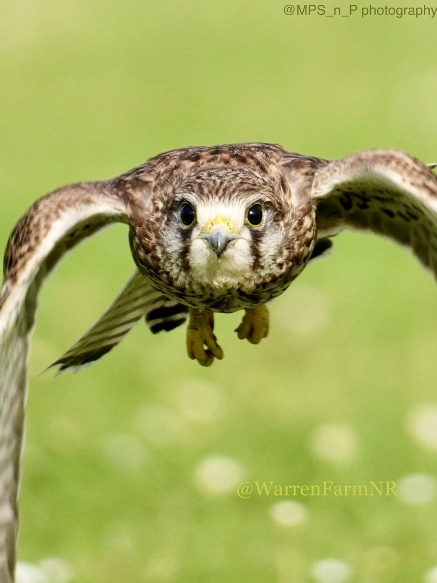 WarrenFarmNR's tweet photo. @nicolawriting @EalingCouncil @justspace7 @RosieP4 @LGSpace @_JoelAshton @lydia_massiah @donnarainey4 @Ramblers_London @Kaulofthewilduk @ThatVetSean @ECOWARRIORSS Thank you for all your support @nicolawriting 💚One of many lovely things to come out of our #WarrenFarmNR campaign has been speaking with other groups working hard, giving a voice to their local wildlife & green spaces they love🌿We hope other councils #WatchThisGreenSpace 🙌🏼☺️ https://t.co/aGaTYssloa