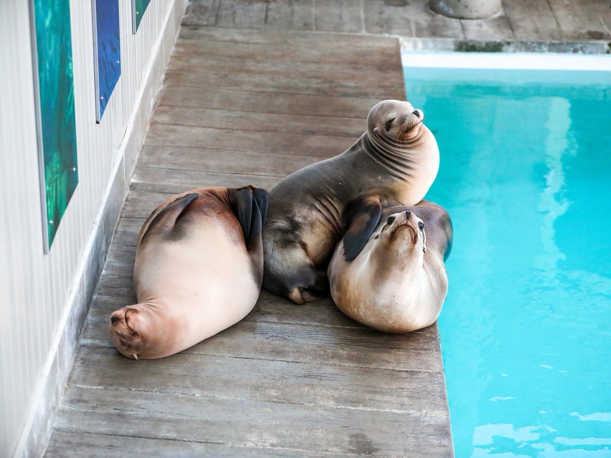 NEAQ's tweet photo. Happy #NationalNappingDay from our #CaliforniaSeaLions! π€
In between meals, enrichment sessions, and swimming around their habitat, our California sea lions nap on land OR on the water's surface.
We hope you take this holiday as seriously as our sea lions! π
#HappyNapping https://t.co/3KHwW2FEBI