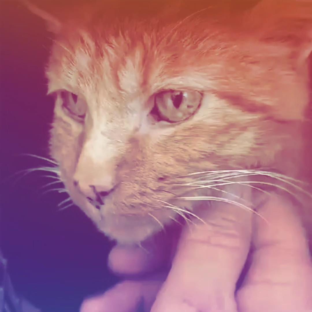 ADAAC Colmenar Viejo (Madrid) tweet media