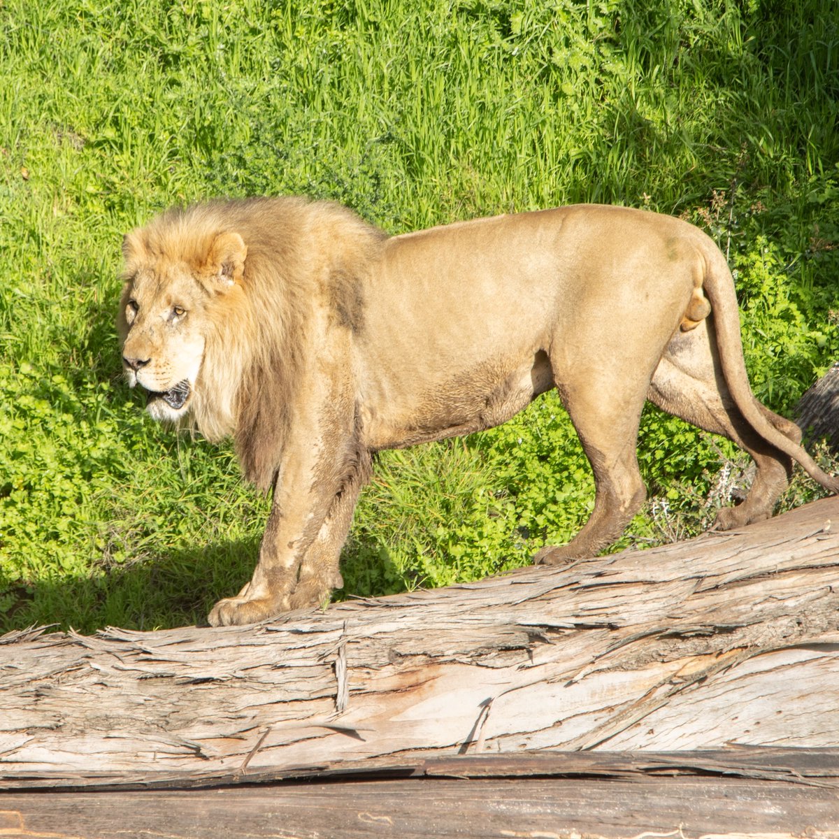 oakzoo's tweet photo. Last winter the Zoo experienced significant damage after storms caused flooding, toppled trees and a collapsed culvert. Luckily, the community stepped up to support us.
 
Thanks to major support from the Bardell Family Foundation, we just re-opened access to the newly named and expanded W.G. McCarthy Lion Deck, after a year-long closure.
 
Once again you can watch our African lions roam their expansive habitat. CATch the new view on your next visit!

📸: Steve Goodall