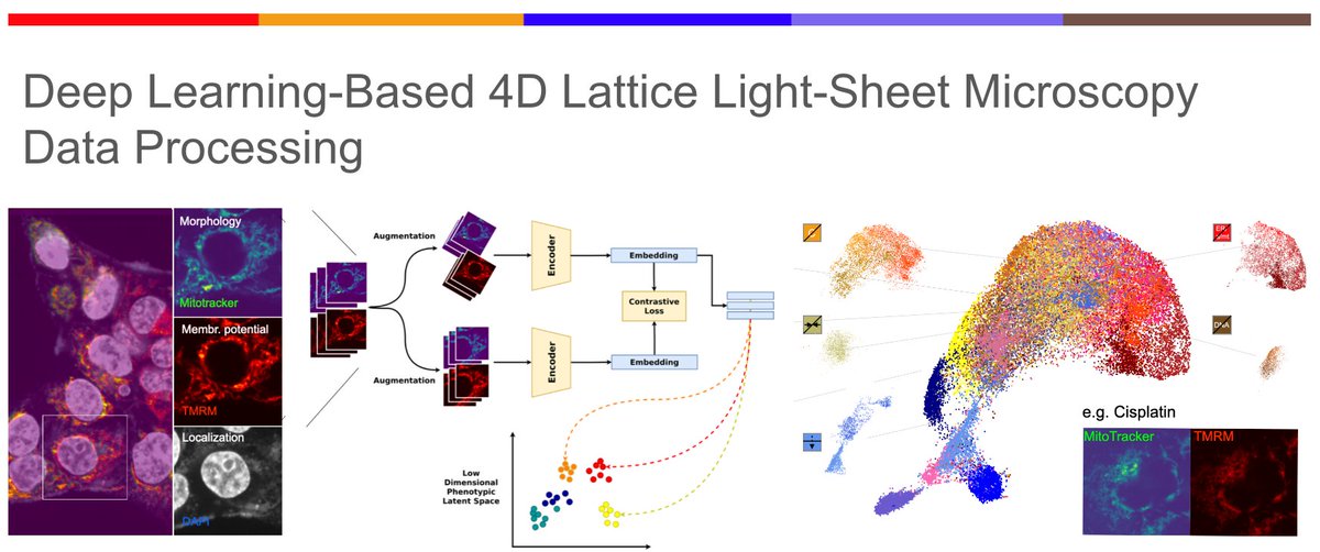 !! JOB OPENING !! Join us to develop deep learning-based image processing pipelines for petabytes of 4D lattice light-sheet microscopy data! schoeneberglab.org/position_2024_… Pls RT friends 🌞