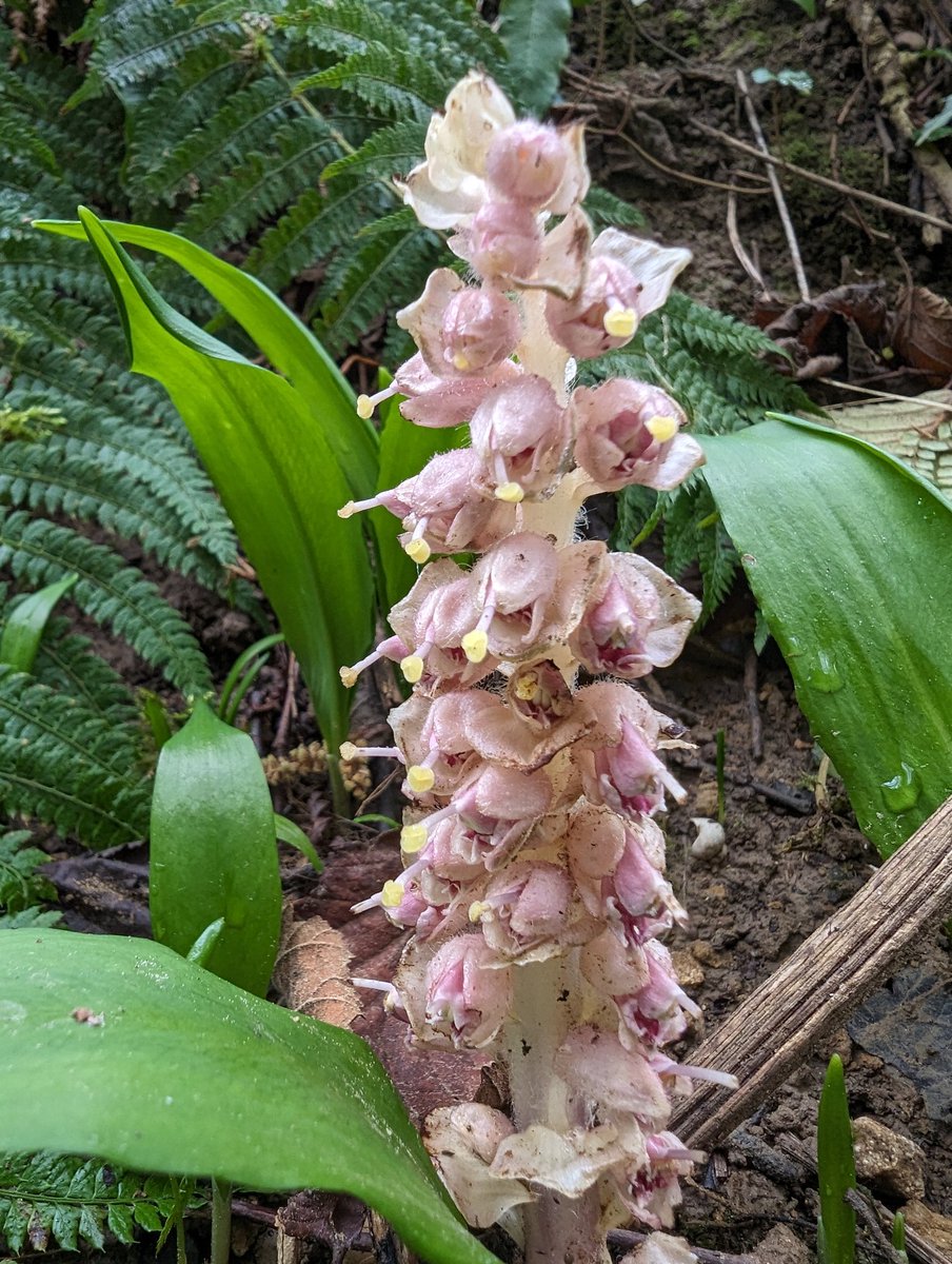 Like larval grubs emerging from the soil, the Toothwort are awakening beneath the hazel trees on this section of the #CotswoldWay at Lower Kilcott, South Gloucestershire.
#WildflowerHour #ParasiticPlants #WeirdPlants #Spring