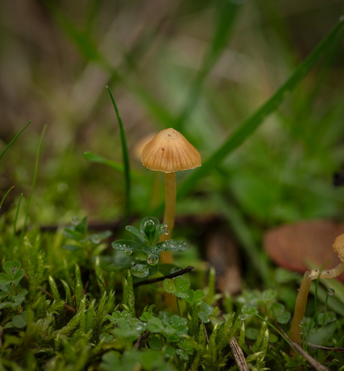 Here's some handsome LBMs (little brown mushrooms) for your #MushroomMonday 🤎🍄🤎
#fungi #mushrooms #pnw #washington #macro