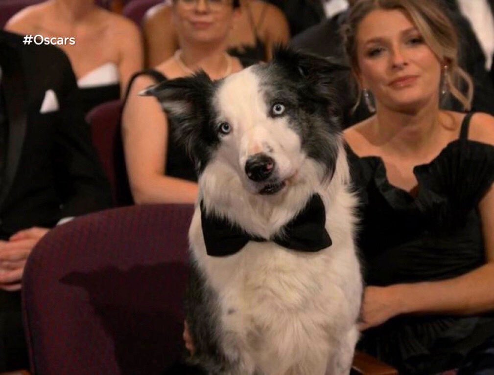 WeRateDogs tweet media