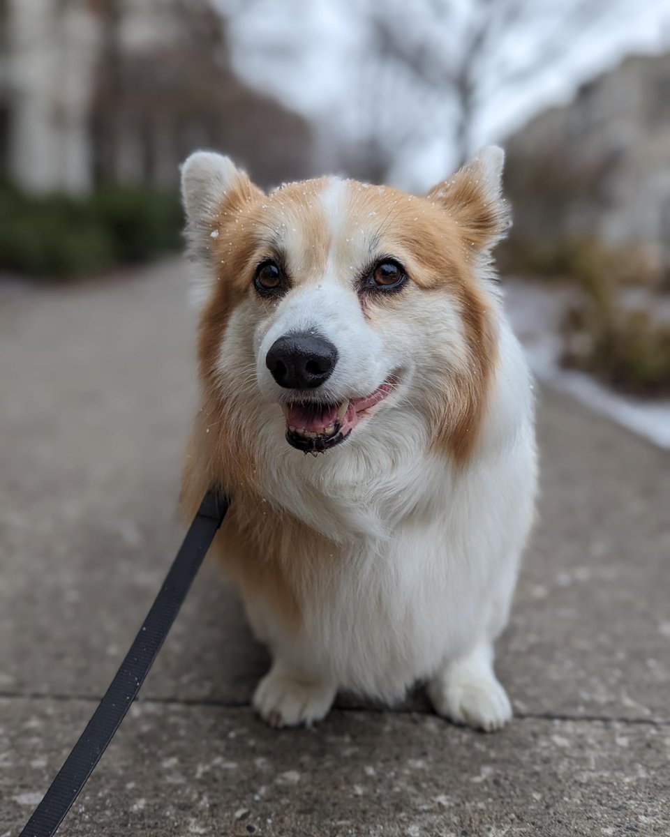 kimchithecorgi tweet picture