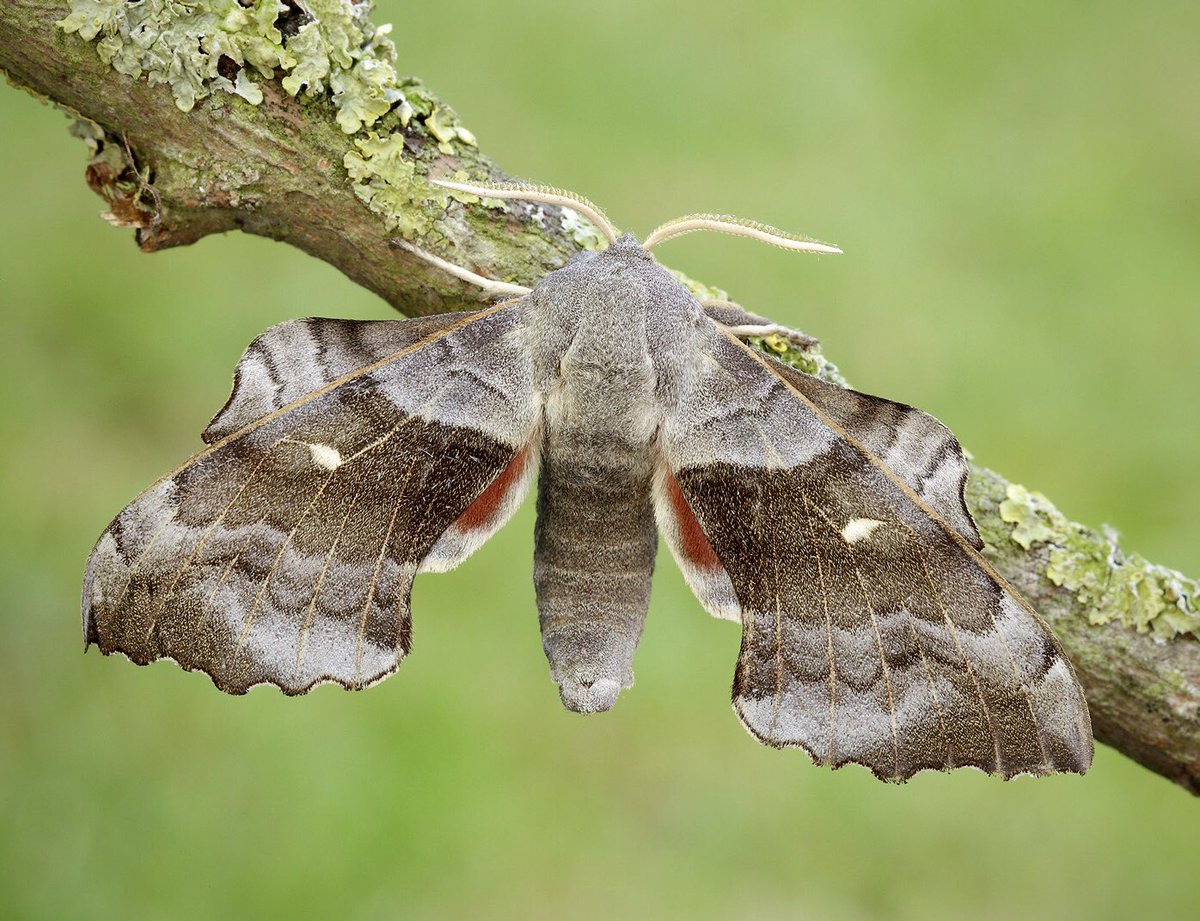 Moth Monday: Poplar Hawk-moth (Laothoe populi) is the most widespread hawk-moth in the UK & its distribution increased 27% 1970-2016. The caterpillars feed on the leaves of poplars & willows in a wide range of habitats. (📷@IainHLeach) #MothMonday