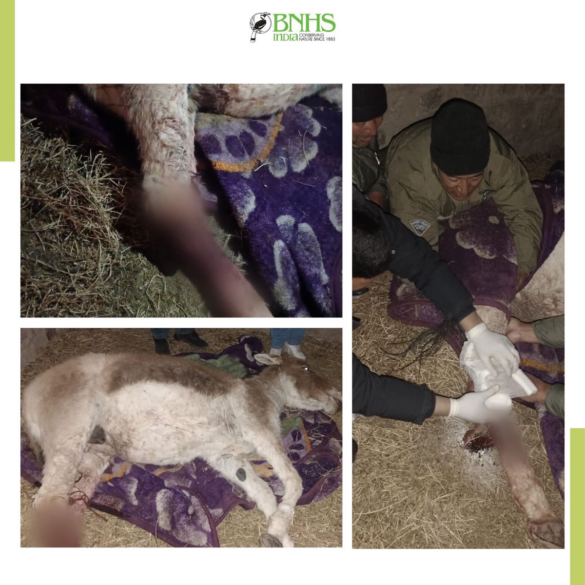 A wild Ass (Skyang) is attacked by feral dogs at Kotsa Mahey and has been badly injured. The team from Wildlife Protection Department, Ladakh reached the spot and swiftly rescued the injured wild Ass. #BNHS