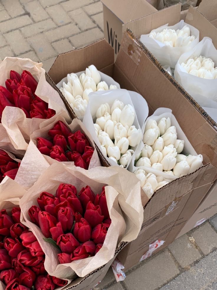 Red &amp; white Tulips