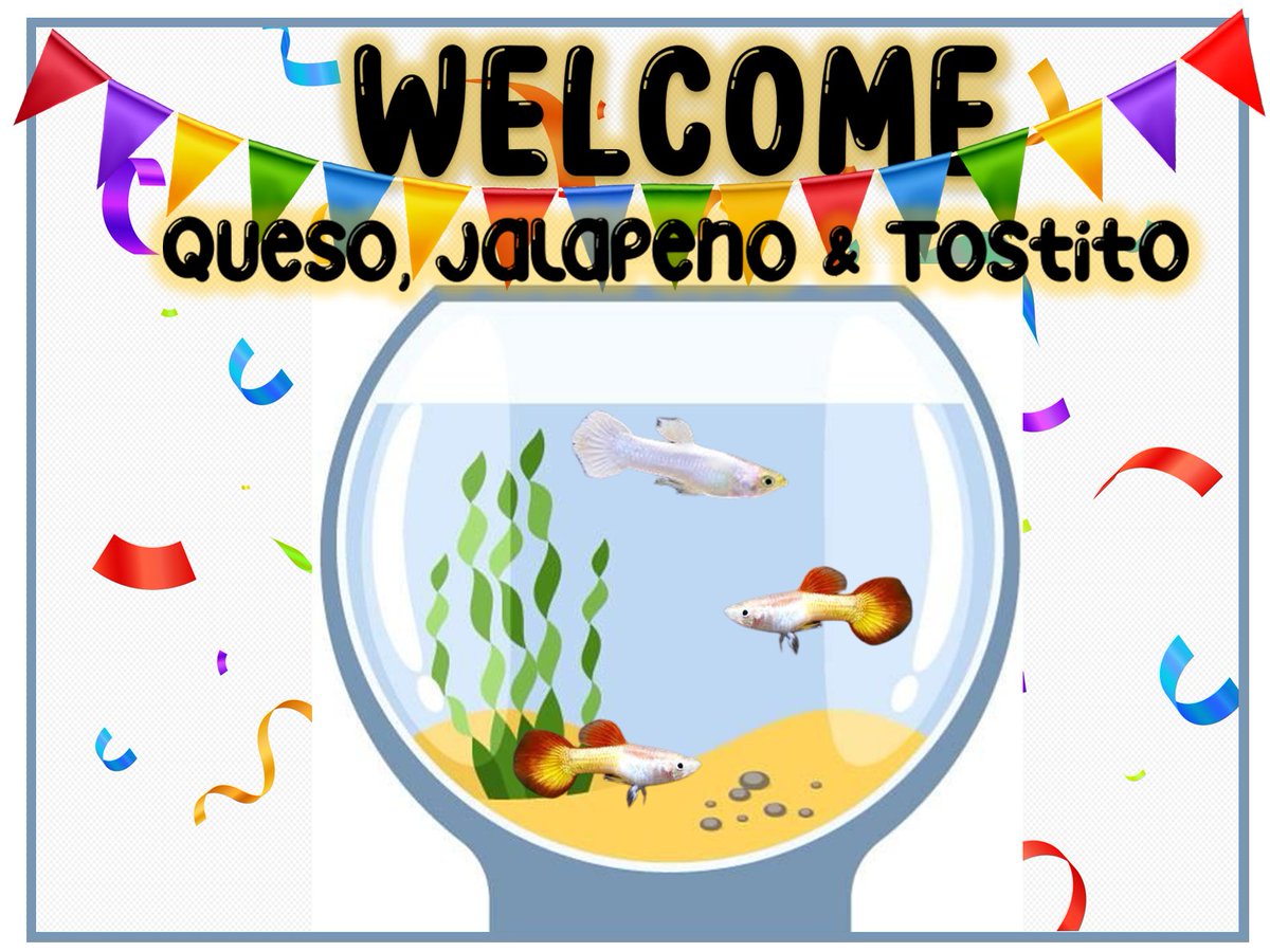 Exciting news! There are three new fish in the fish tank!
