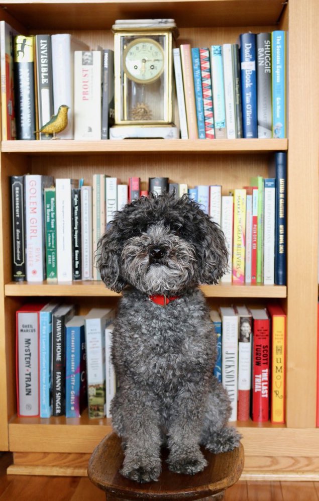 FrancesSimms6's tweet image. Iii