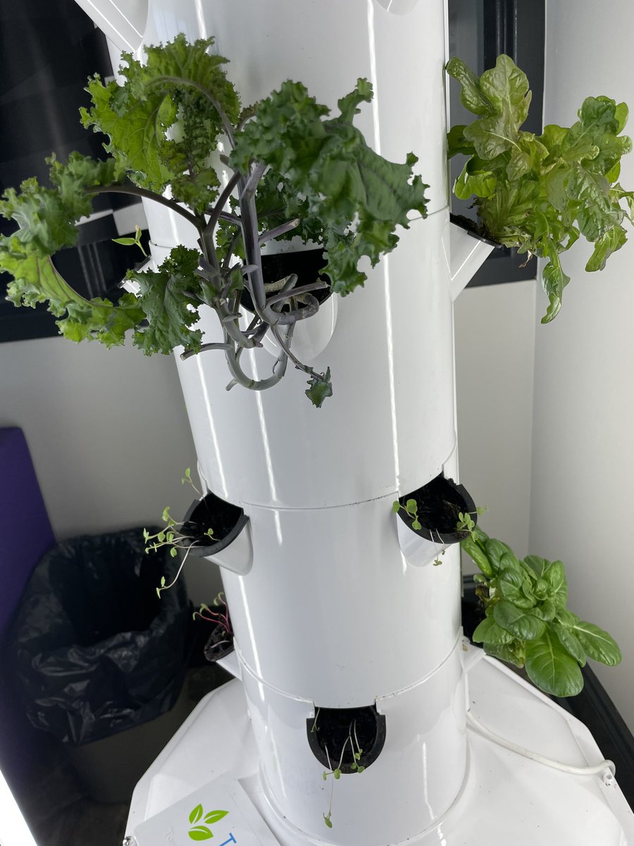 ShandaWicker's tweet photo. Our JASA Rockets may be on Spring Break but their plants are growing tall! While arugula, kale, sweet peppers, lettuce &amp; oregano enjoy our hydroponic tower, our seed germination before break is reaching for the sky! #GrowJASAGrow @JASArockets @JASA_IC @mwhitson14 https://t.co/1ZmlnnalmA