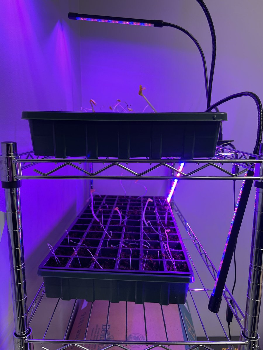 ShandaWicker's tweet photo. Our JASA Rockets may be on Spring Break but their plants are growing tall! While arugula, kale, sweet peppers, lettuce &amp; oregano enjoy our hydroponic tower, our seed germination before break is reaching for the sky! #GrowJASAGrow @JASArockets @JASA_IC @mwhitson14 https://t.co/1ZmlnnalmA