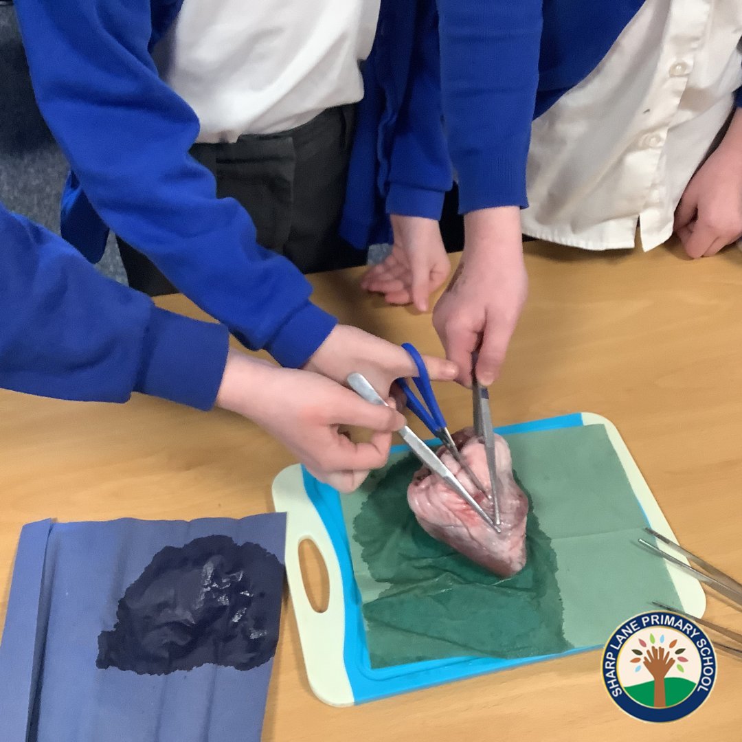 SharpLaneLeeds's tweet photo. Year 6 Tolkien Class had a super science lesson delivered by Hands on Science π
We had the opportunity to look at an ox heart and then dissect a lambs heart!
Thanks, @Science_Works!
#HandsOnScience #LeedsLearning #SharpLaneSchool https://t.co/dzBfm9bejn