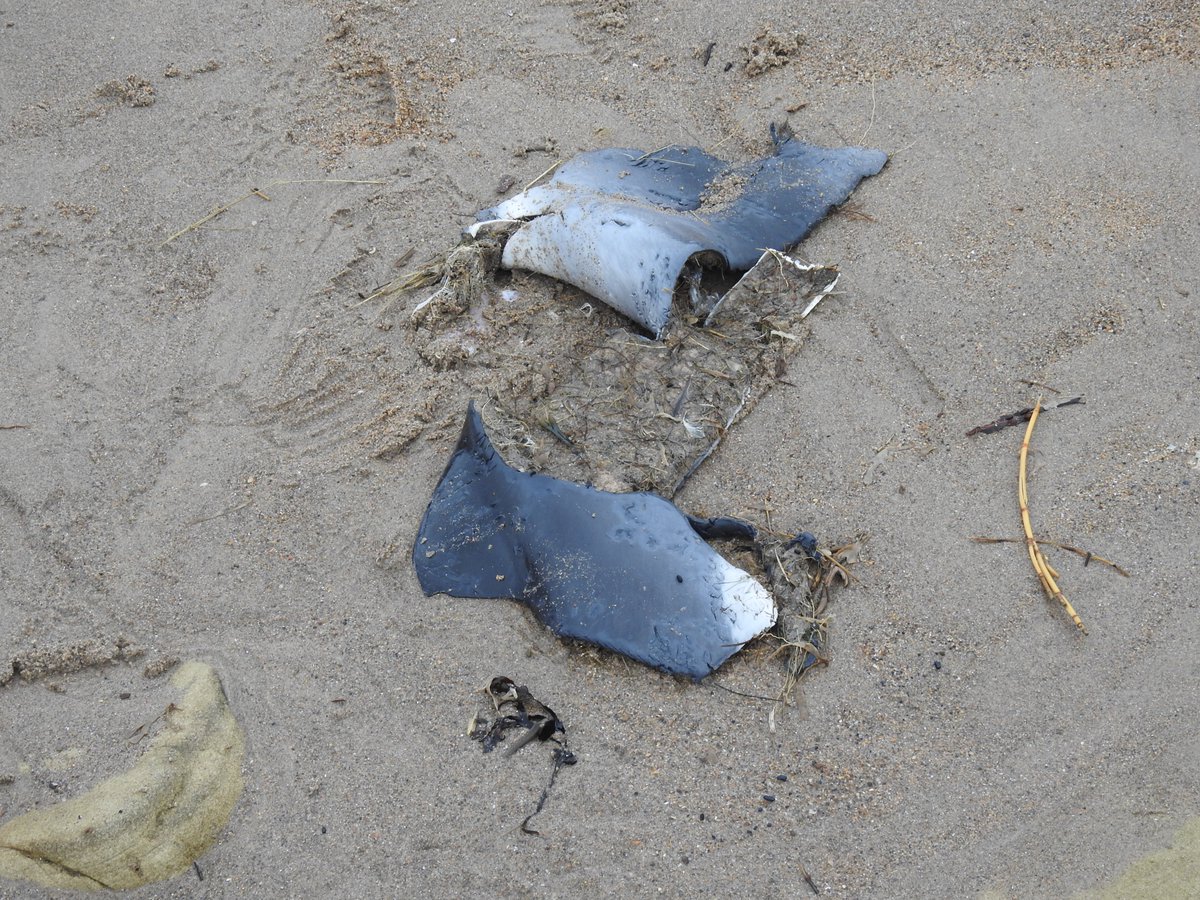 Bit of Porpoise washed up on Warkworth Beach. This is the time of year that I have found pieces like this before and usually after easterly winds. Grey Seal predation/scavenging the probable cause. The seals always seem to leave the dorsal fin. <a href="/AlanTho46343762/">Alan Thompson</a> <a href="/MARINElife_UK/">MARINElife</a>