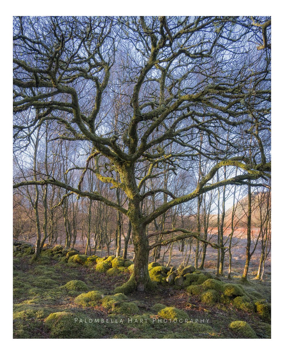 A Sessile Oak with a Medusa vibe
#Woodland #ancientwoodland #oak #eryri #northwales #snowdonia #photooftheday #ThePhotoHour #StormHour