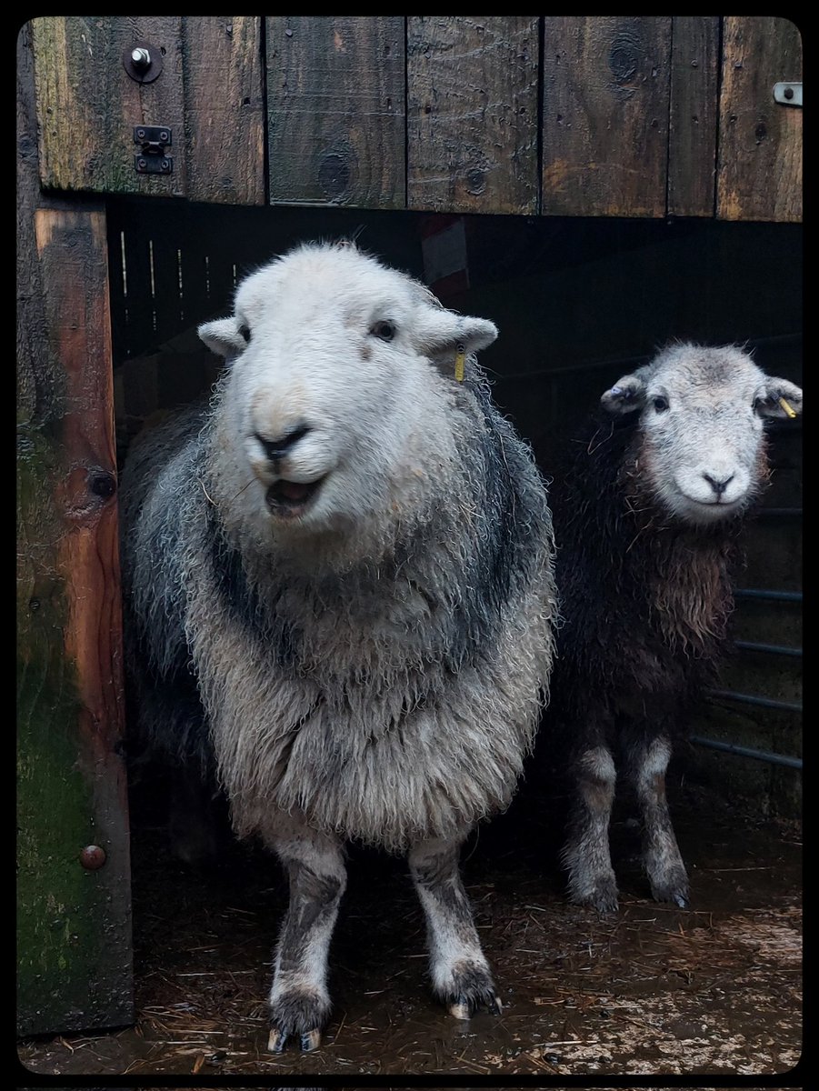 highfieldsherdy's tweet photo. Love this one of Billy and Bramble emerging from the shed. Capturing Billy's cheeky side and to have Bramble by his side, just perfect π€π€π€
#herdwicks #hillfarm #farming #peakdistrict #characters #photography https://t.co/2YvKCwe1O4