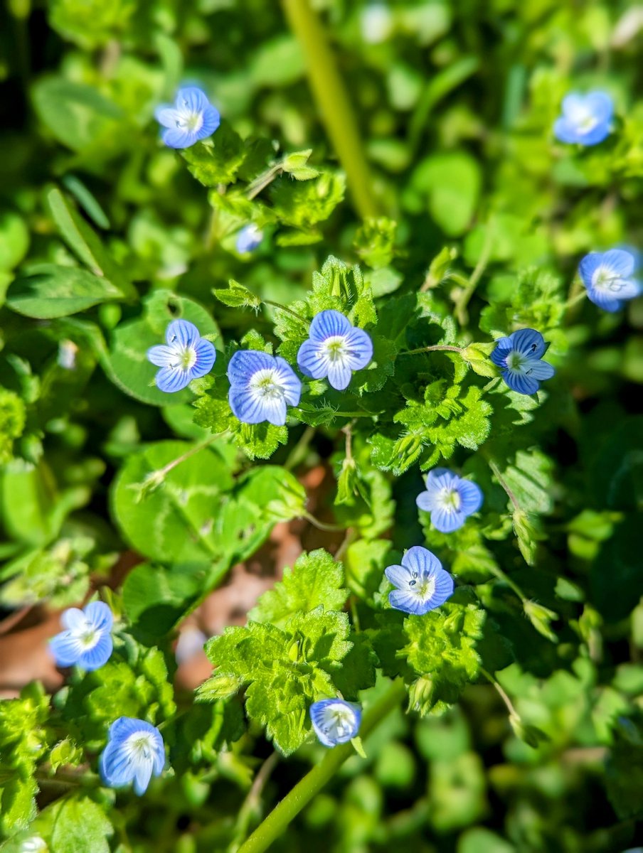 2_BranchFarm's tweet photo. Here are some flowers that are blooming right now around our farm! 🏵️🌷🌸🌺

#flowers #FlowersOfTwitter #blooming #nature #naturevibes #enjoylife #enjoynature #bees  #pollinatorsareimportant #polinators  #aroundthefarm #springiscoming #smallfarm  #monday https://t.co/TT6IIdDp0F
