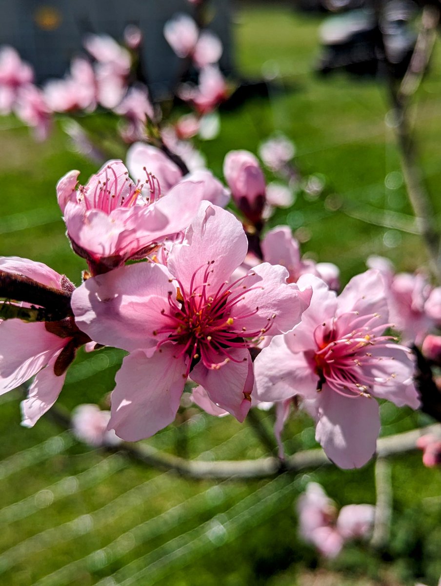 Here are some flowers that are blooming right now around our farm! 🏵️🌷🌸🌺

#flowers #FlowersOfTwitter #blooming #nature #naturevibes #enjoylife #enjoynature #bees  #pollinatorsareimportant #polinators  #aroundthefarm #springiscoming #smallfarm  #monday