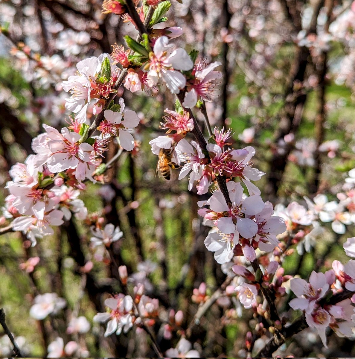 2_BranchFarm's tweet photo. Here are some flowers that are blooming right now around our farm! 🏵️🌷🌸🌺

#flowers #FlowersOfTwitter #blooming #nature #naturevibes #enjoylife #enjoynature #bees  #pollinatorsareimportant #polinators  #aroundthefarm #springiscoming #smallfarm  #monday https://t.co/TT6IIdDp0F