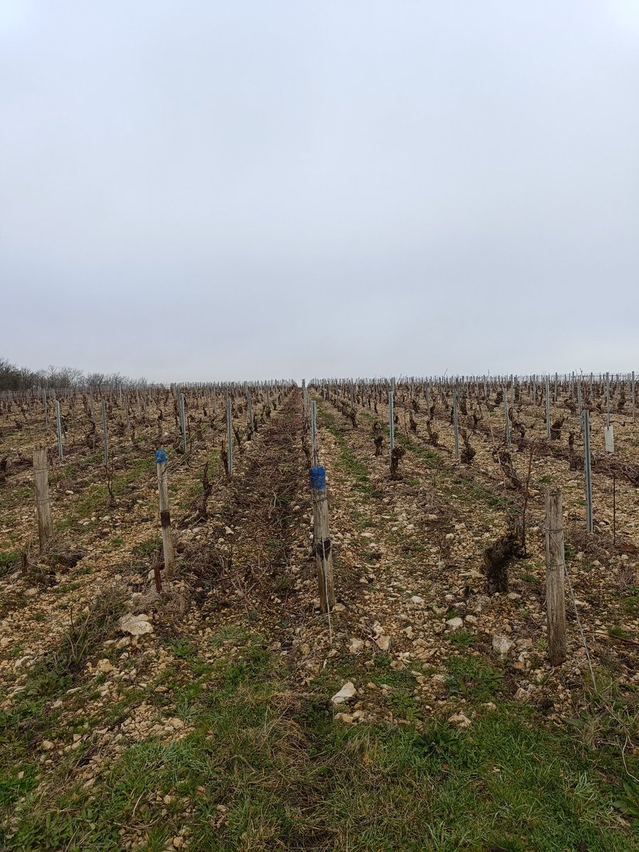 laranquette's tweet photo. #FrAgTw changement de décor pour moi aujourd'hui. Je suis allée prêter main-forte à notre équipe de conseillers en viticulture. Nous avons replanté une vigne pour un essai pour mesurer la résistance de la vigne à la sécheresse. #ThreadViti 🔽 https://t.co/ArQG4o9vRg