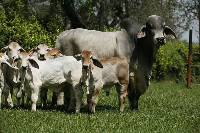 WorldlyHQ's tweet photo. Livestock farming is another business.  If you want to invest in cow production for either milk or meat production, please like and retweet. https://t.co/wg6M1mEx1j