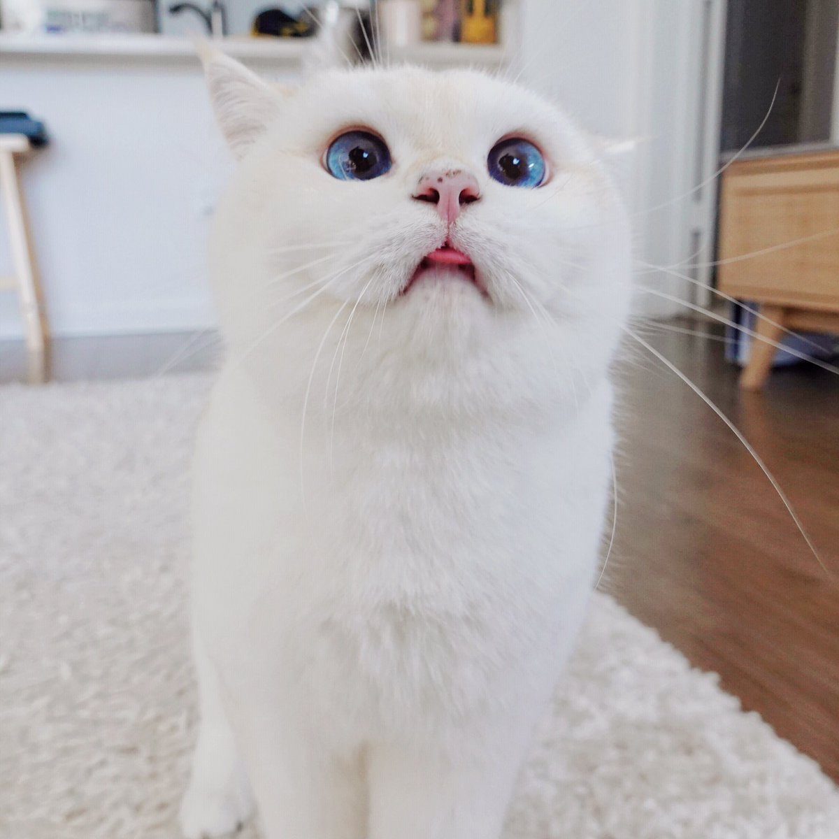 bailithecat tweet picture