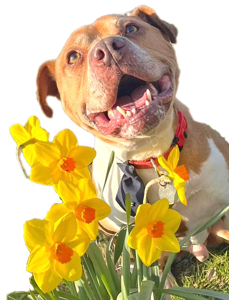 DOG BEDDING NEEDED... 

Live locally ? We're grateful to receive old (non-feather) duvets &amp; blankets, also old towels &amp; sheets for our animals are welcome. Please drop them off at our Frettenham (NR12 7LT) or West Runton (NR27 9QH)  Sanctuary.   Thank you...

Tel: 01603 736200