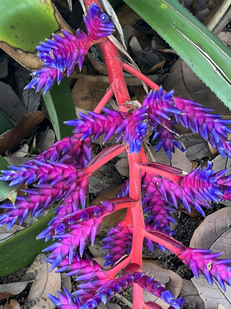 PhotoAbstract2's tweet image. Some of my photography from yesterday and today! Enjoy the beautiful! Look for the beaut! Have a great day fam! 💜💜💜 #art #artist #nature #photography #touchgrass