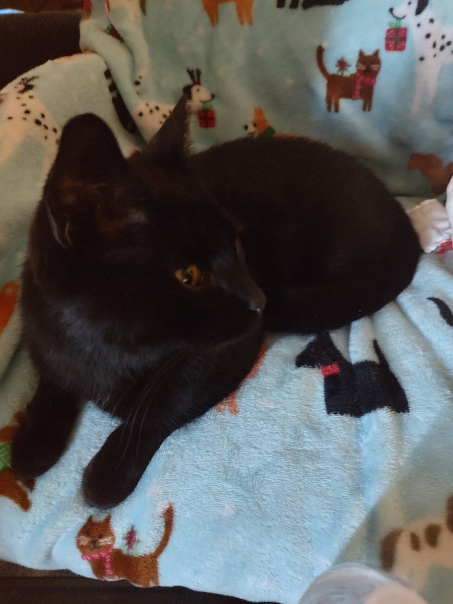 minusthefall's tweet photo. The cat distribution system finally chose me! This sweet boy needs a name https://t.co/uPi1qEwHSS
