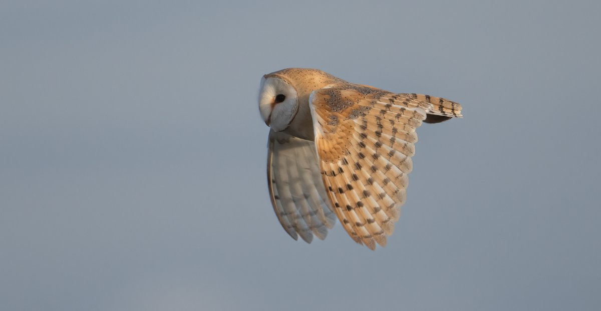 The silent flight of the #barnowl as the sun fades away on the river banks. #TwitterNatureCommunity #owls #birdsofprey #sunset #lincolnshire #SonyAlpha #rivers #countryside #birdphotography #wildlife #wings #flight #killer #hunting #owl