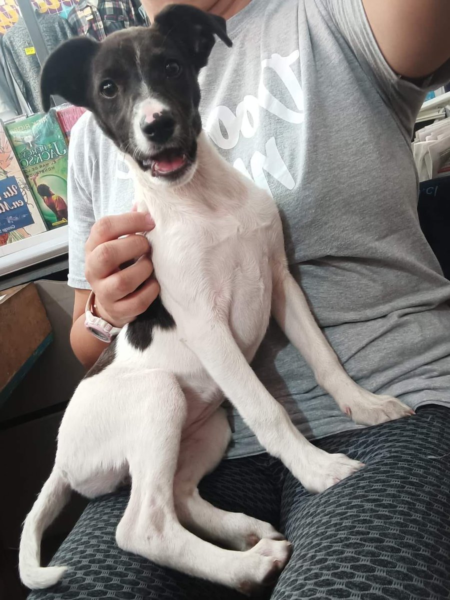 "Dejaron a esta perrita botada en el terminal. Yo viajo el miércoles y no puedo dejarla en mi departamento porque quedaría sola. Si alguien puede darle HT u HD, comuníquese al +56933257234 o al +56973124627. Vivimos en Estación Central." Favor RT!