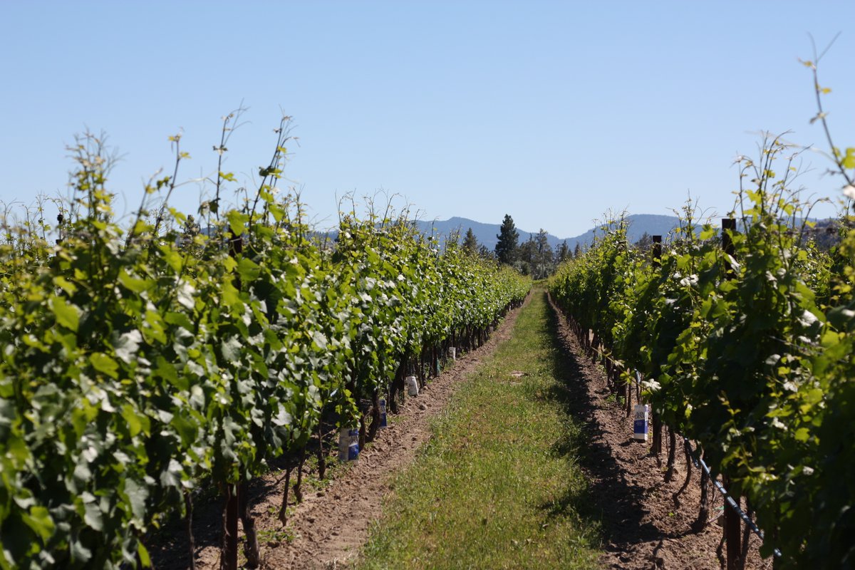 Sandhill's Pinot Gris is harvested from vineyards in the Okanagan Valley. The grapes were gently pressed, with very limited skin contact time, at cool temperatures to maximize fruit expression and fine texture. Keep an eye out for the new 2023 release - coming to shelves soon.