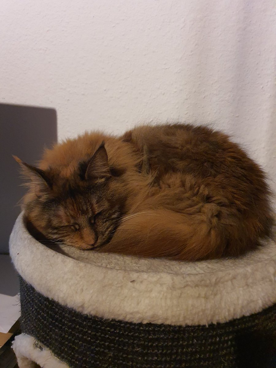 Coookiewings's tweet photo. @LPGjustJohnny Gute Besserung von Loki Yuna und Ellie! https://t.co/QVaWJIs1vn
