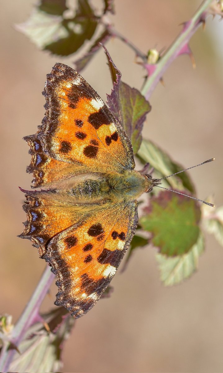 keciboynuzu's tweet photo. Bugün bozdağda uçan kelebeklerden
🦋: Karaağaç nimfalisi "Nymphalis polychloros"
📷:11.03.24
#largetortoiseshell https://t.co/P8aeKhmYIA