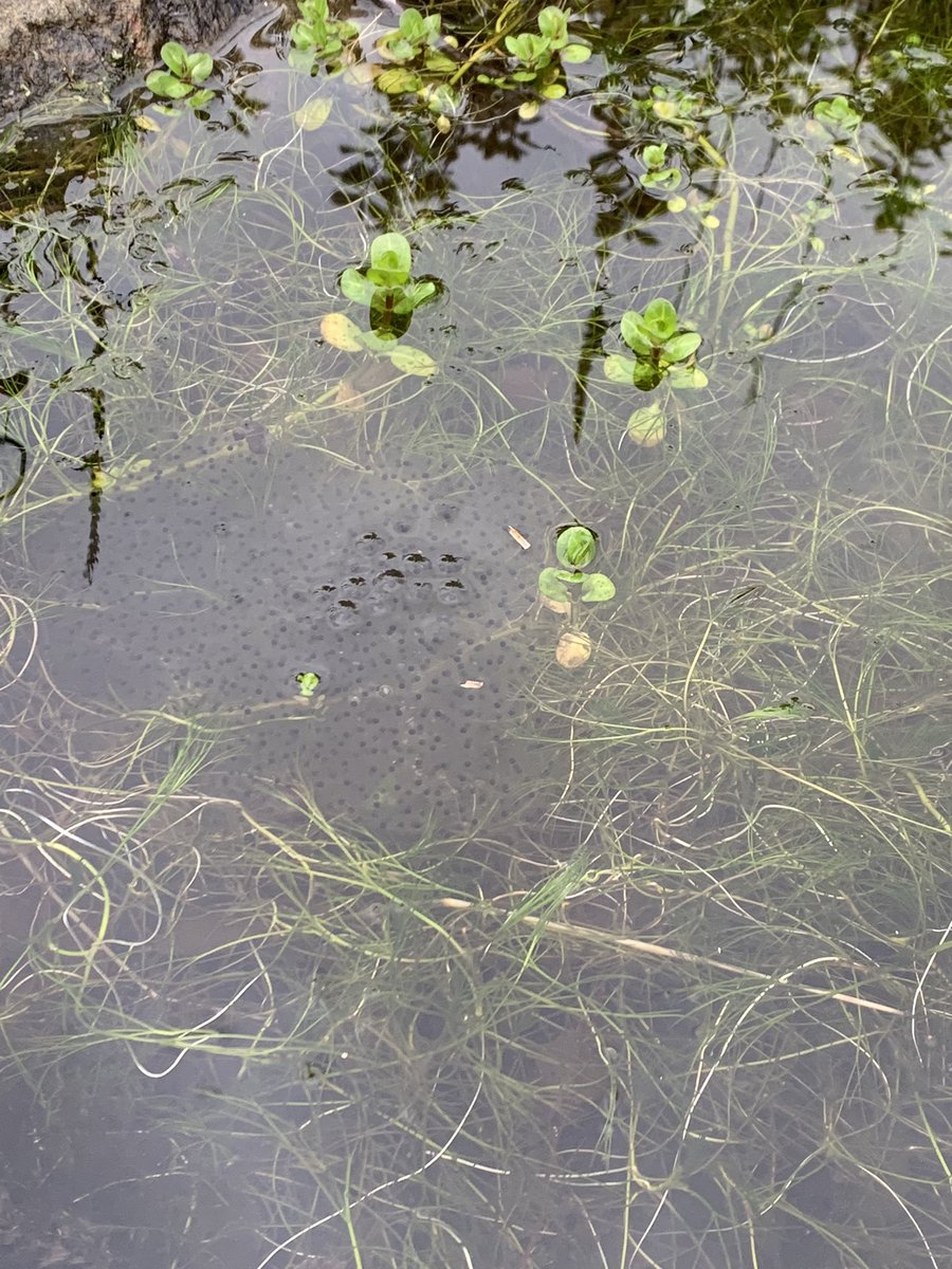 Woop woop another first for the garden pond! Dug in 2022 we now have frog spawn 🐸🐸🐸 Have started to see a few here and there over last few weeks and now finally some in the garden,super excited to see how they go. #pondlife #frog #highlands #Scotland @Kate_Bradbury #pond