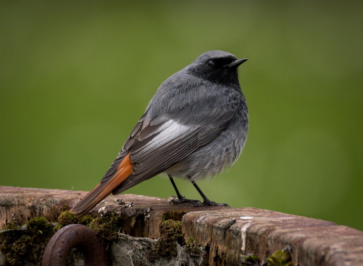 Thought I'd take the chance and hope the Black Redstart was still around Cardiff City Hall this afternoon 11-03-24 @My_Cardiff @RSPBCymru @Natures_Voice @BBCSpringwatch #TwitterNatureCommunity #TwitterNaturePhotography @glamorganbirds #birdphotography #BirdsSeenIn2024