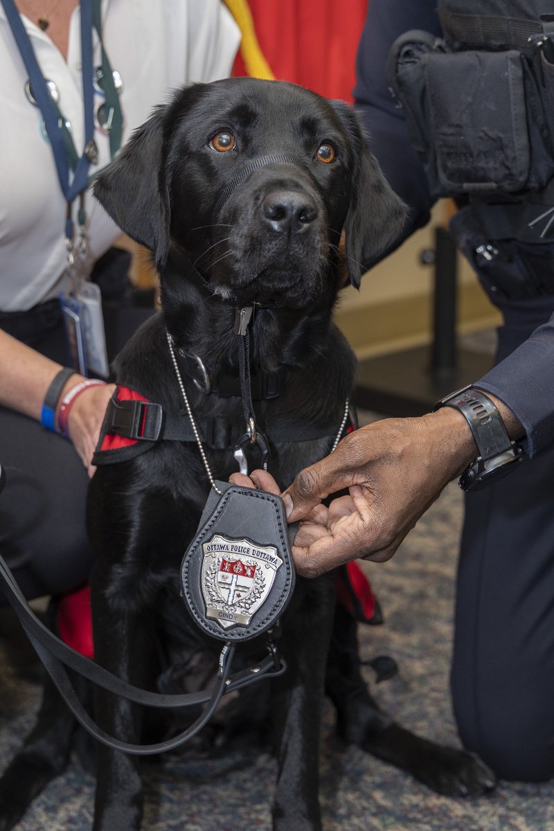 Ottawa Police’s Operational Service Dog (Cindy) was able to bring comfort to the West Division officers that responded to the tragedy in Barrhaven. We were proud to fund Cindy’s training and pairing alongside our partners at National Service Dogs. Keep up the great work, Cindy!
