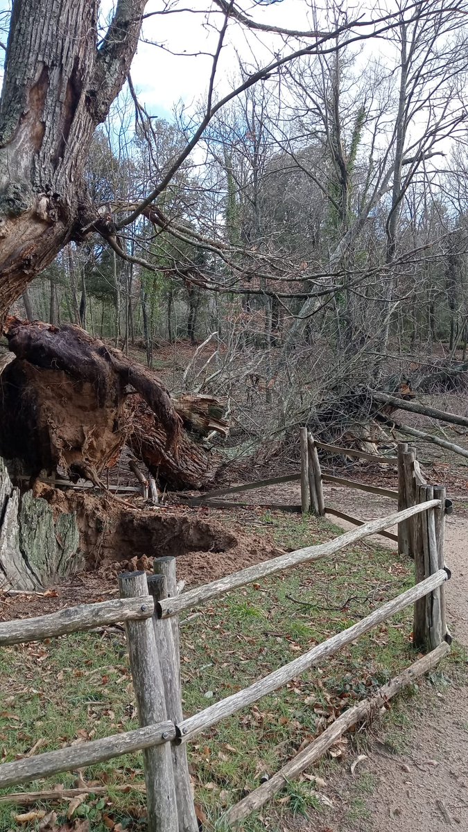 AjViladrau's tweet photo. 🥺 Malauradament, avui ha caigut una part important del 🌳Castanyer de les 9 Branques.

👉Estem parlant amb 👷‍♂️ tècnics i especialistes per poder analitzar la situació, les causes de la seva caiguda i evitar més incidències.

🚧 Per precaució s'ha delimitat la seva zona d'accés‼ https://t.co/yyx5Jz9glX