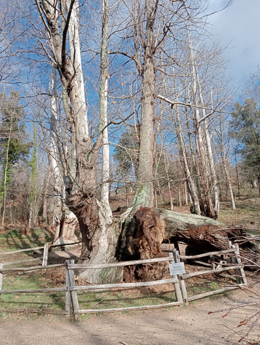 AjViladrau's tweet photo. 🥺 Malauradament, avui ha caigut una part important del 🌳Castanyer de les 9 Branques.

👉Estem parlant amb 👷‍♂️ tècnics i especialistes per poder analitzar la situació, les causes de la seva caiguda i evitar més incidències.

🚧 Per precaució s'ha delimitat la seva zona d'accés‼ https://t.co/yyx5Jz9glX