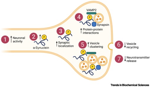 TrendsBiochem's tweet photo. Online now - the Spotlight "Keeping neuronal activity in check: a novel role for α-synuclein serine-129 phosphorylation in the healthy brain" from @DanielleMorLab.
#presynapse #αsynuclein #phosphorylation #neuronalactivity
Read it here 👉 https://t.co/W67lKGNSzI https://t.co/MW15sOqXxn