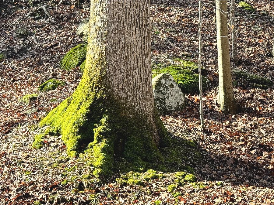 Robert Duffield tweet media