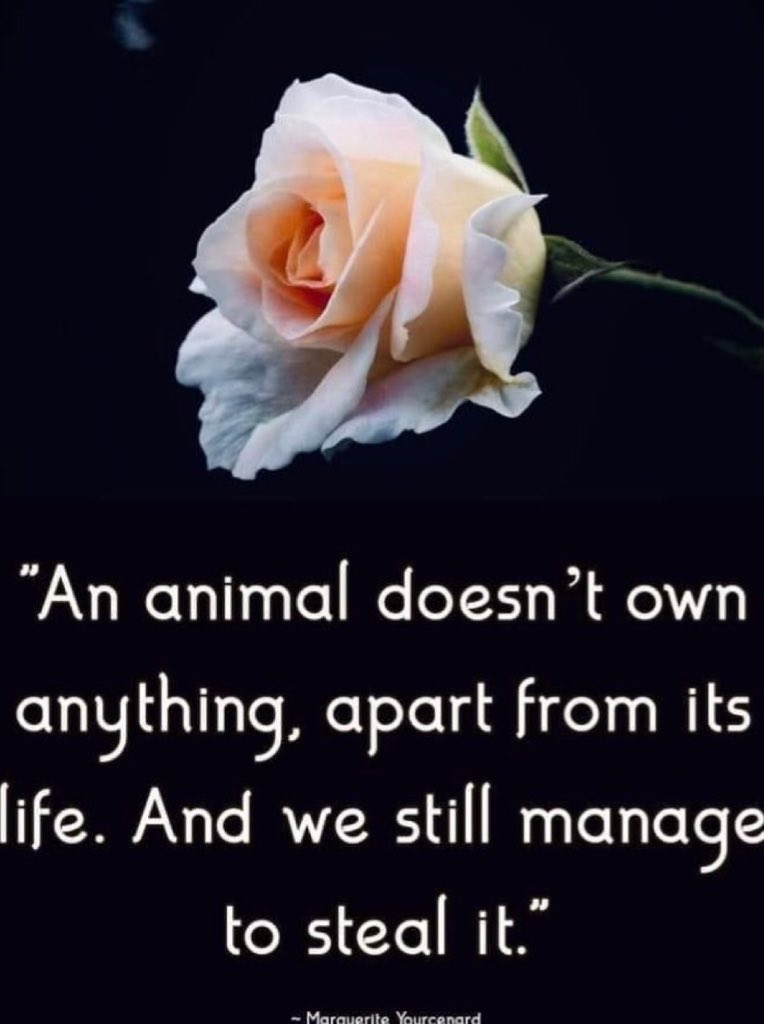 Wynjym's tweet photo. So this #KILLfactory full of #psychopathic 👹 #sadists put 

him through a #neuter a week ago … NOW THEY #MURDERED 

HIM WHY⁉️⁉️⁉️🤔😱🤬

@ASPCA #MEDICAL STUDENTS LIKE TO EXPERIMENT ON 

@NYCACC #PETS #DOGS #CATS ETC👹👹👹 https://t.co/zAm4UoLBXF