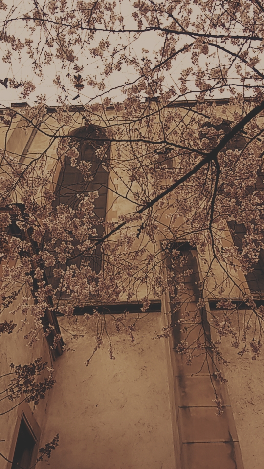sheridan8black's tweet photo. Bloom 🌸📸⛪ I took a walk along the river in Praha 7 today and was met by these beautiful trees blooming proudly at the Church of St. Anthony of Padua. They are eager to shine early ✨

#Prague #Blossom #bloom #beautiful https://t.co/sl57t4BjhJ