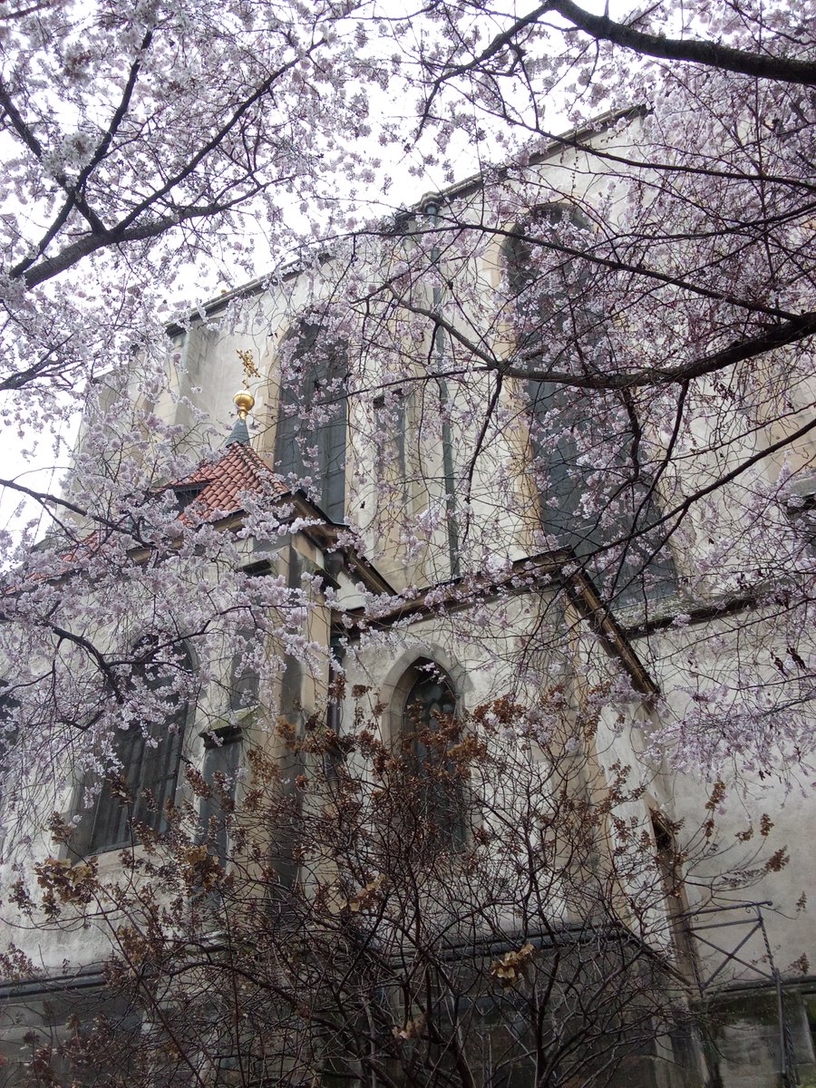 sheridan8black's tweet photo. Bloom 🌸📸⛪ I took a walk along the river in Praha 7 today and was met by these beautiful trees blooming proudly at the Church of St. Anthony of Padua. They are eager to shine early ✨

#Prague #Blossom #bloom #beautiful https://t.co/sl57t4BjhJ