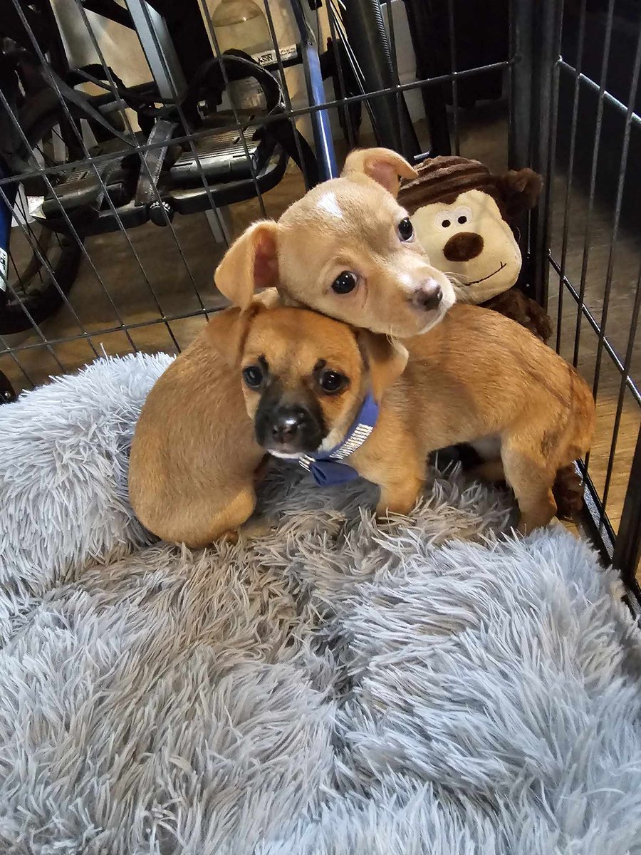 How adorable are Latte and Waffles? 🥰 We can’t even! 
We are delighted to report that Waffles is now a failed foster and Latte has just found her forever home nearby so the siblings will still get to play together. 🐾❤️

#cutepuppies #puppies #rescuedog #fosterdog
