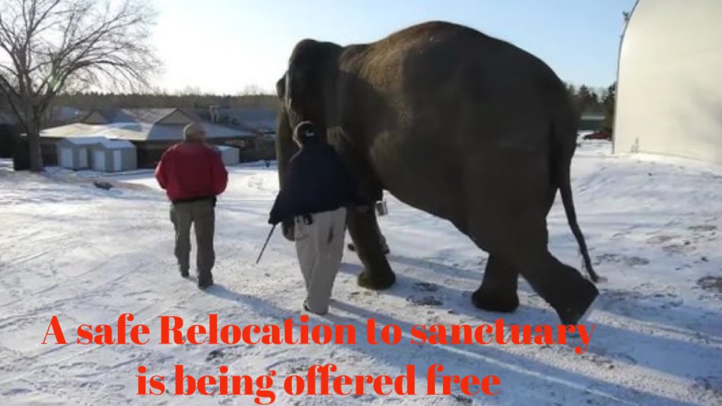 The #yegzoo refuses to listen to the experts that say #Lucy can be moved to Sanctuary. Dismissing and ignoring their expert opinion is disrespectful and shows they are only thinking of themselves, not Lucy's well-being. It's cruel & dishonest. #SanctuaryForLucy @CityofEdmonton