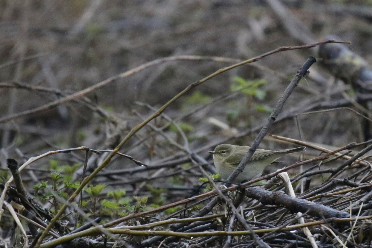 Damp, misty morning for March WeBS count at Combe Valley CP. Notable arrival of 13 Chiffchaff (8 in song), Meadow Pipit numbers up too. Lots of gulls passing through inc 12 Med (mostly adults) and 2CY Caspian. Also 170 Pintail, 25 Pochard, Jack Snipe, Water Pipit and 50 Siskin.
