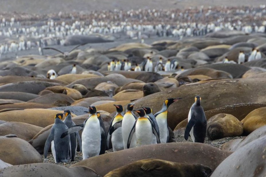 Avian flu update: 📰 Penguins on the sub-Antarctic Islands of South Georgia have tested positive for #avianflu. This is the first time the virus has been detected in gentoo and king penguins on the islands. Here's the full story ⬇️ bas.ac.uk/media-post/pen…