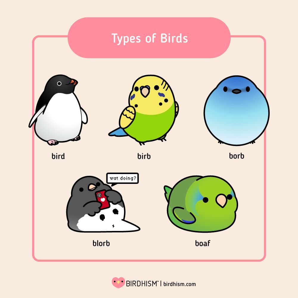 How to identify different types of birds:
#mememonday
